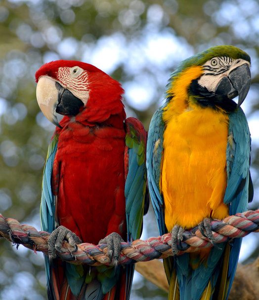 Синий и жёлтый ара и ара-ара
 - Фото, изображение