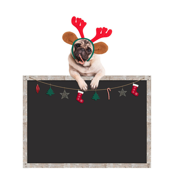 niedlicher Mops Welpe Hund frisst Zuckerrohr und hängt mit Pfoten auf leerem Tafel-Schild mit Weihnachtsdekoration, auf weißem Hintergrund - Foto, Bild