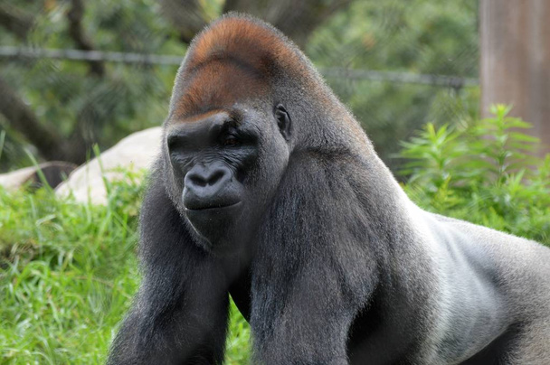 Gorila das planícies ocidentais - Foto, Imagem
