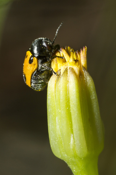Escarabajo de la Hoja (Lachnaia paradoxa
) - Foto, Imagen