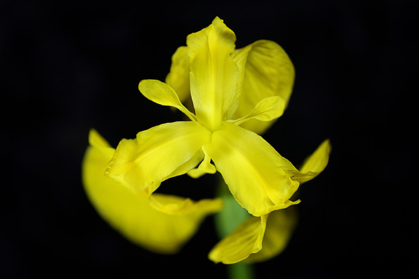 Yellow lily - Фото, зображення