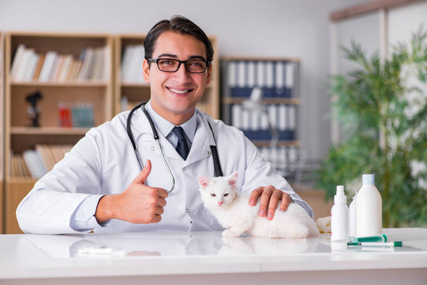 Gatito blanco visitando veterinario para chequear
 - Foto, Imagen