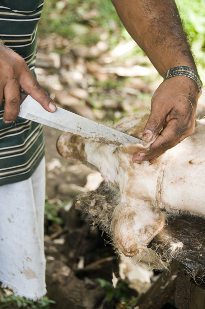 homme boucherie porc nicaragua porc
 - Photo, image