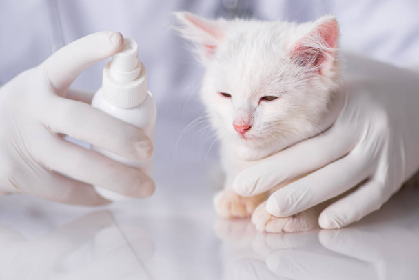 White kitten visiting vet for check up - Photo, image