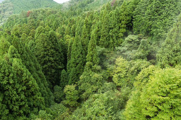Blick von oben auf den grünen Wald - Foto, Bild