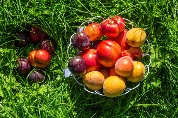 Ripe fruit on the grass in the garden. Peaches, plums - Foto, afbeelding