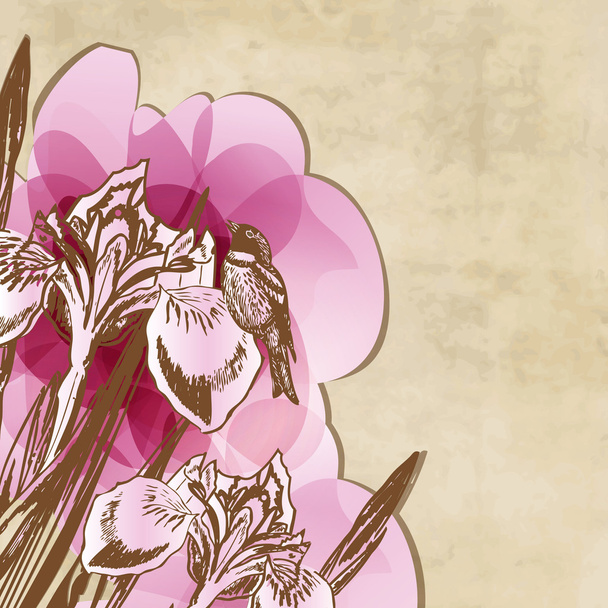 Fondo floral con iris rosa
 - Vector, imagen