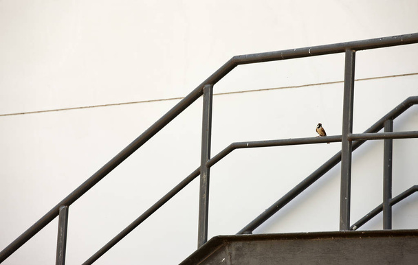 Kovové požárním schodišti nebo trenažér otevírání nadkřídelních šedá zeď budovy - Fotografie, Obrázek