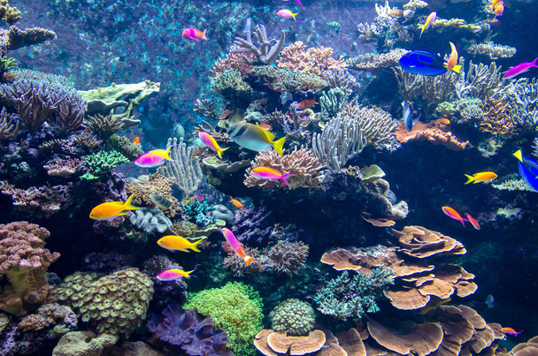 Kolorowe ryby i korale w akwarium - Zdjęcie, obraz