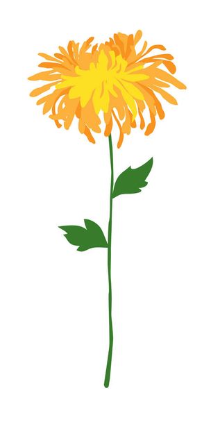 small yellow chrysanthemum - Vettoriali, immagini