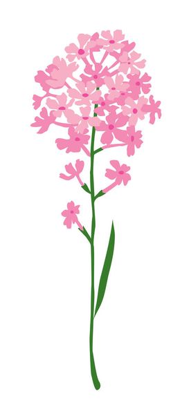 kleine roze hyacinth - Vector, afbeelding