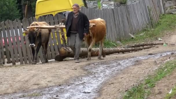 Грузины выращивают быков с бревнами
 - Кадры, видео