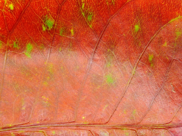 close up of colorful textures leaf colors - Foto, afbeelding