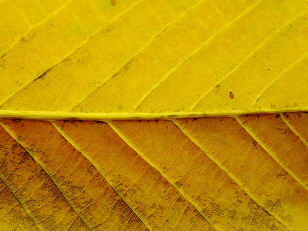 close up of colorful textures leaf colors - Photo, image