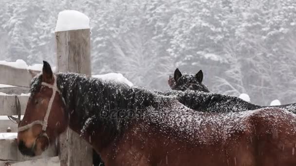 Ruskea hevonen kylmällä talvella laitumella maatilalla
 - Materiaali, video