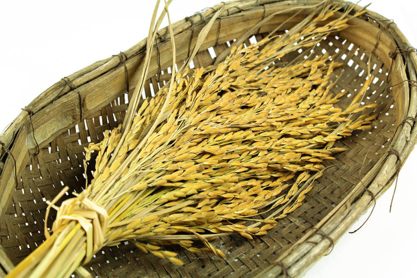 sadzonek ryżu z białym ryżem na tle - Zdjęcie, obraz