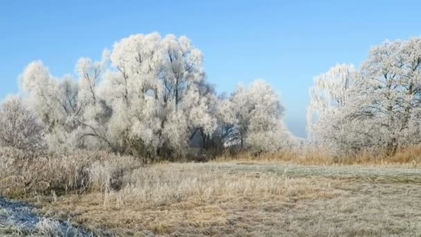 ハヴェル川の霜の風景(Havelland, Brandenburg) -ドイツ). - 映像、動画