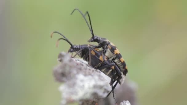 Beetles have sex. Reproduction insects in nature - Footage, Video