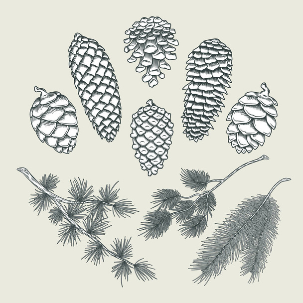 Set botanical elements - cones and branches of pine, spruce, larch - Vektor, Bild