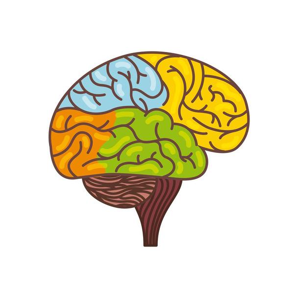 icono del cerebro humano - Vector, Imagen