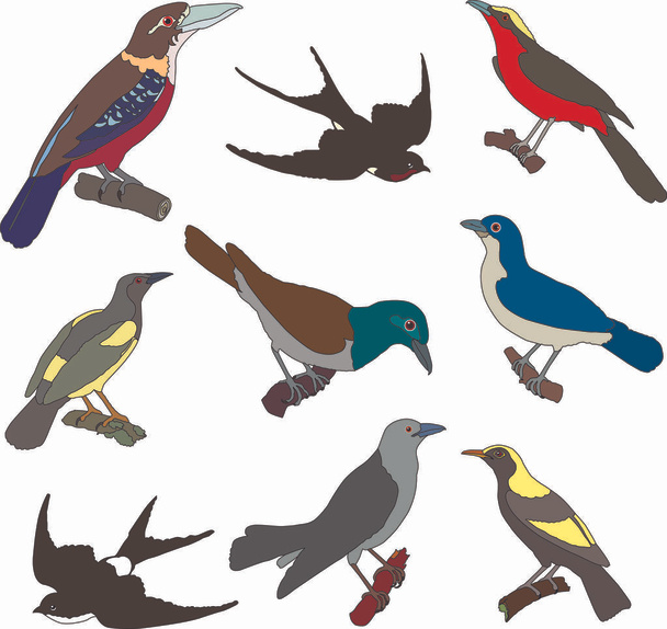 Colección de imágenes vectoriales de aves americanas
 - Vector, imagen