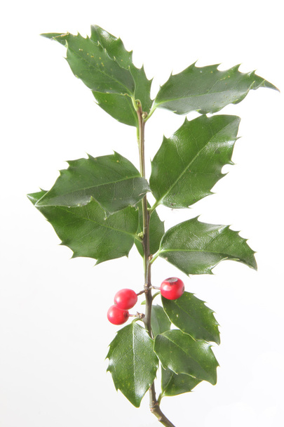 Suomuturska (Ilex aquifolium)
) - Valokuva, kuva