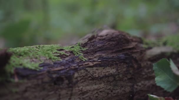 мох на дереві і дереві
 - Кадри, відео