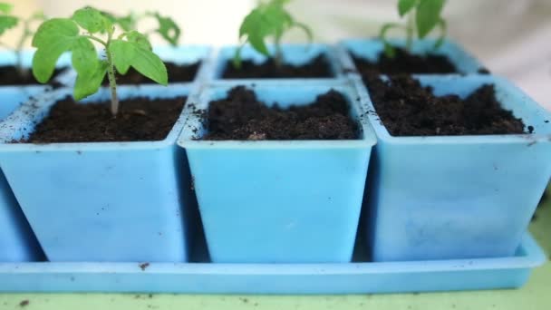 Trasplante de plántulas de tomate en macetas individuales
 - Imágenes, Vídeo