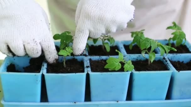Μεταμόσχευση ντομάτας σπορόφυτα σε ατομικά δοχεία - Πλάνα, βίντεο