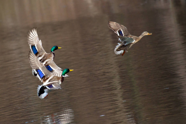 Flying Drake Mallards in Courtship Flight. Ducks fly over water - Photo, Image