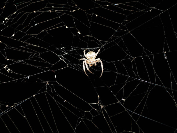 Pók. Makró jellegét. Kerti pók természetes fekete közelről - Fotó, kép