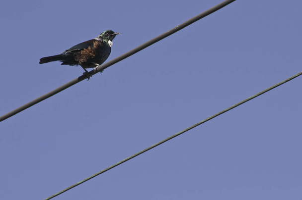 TUI bird elektromos vezetékek - Fotó, kép