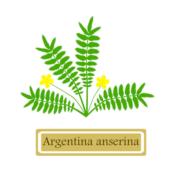 Pianta medicinale Argentina anserina
 - Vettoriali, immagini