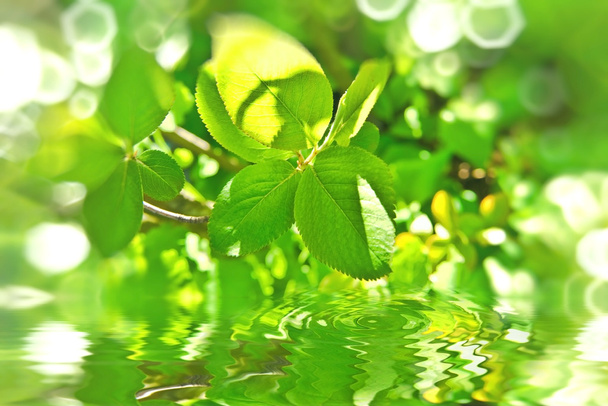 Branche de printemps verte
 - Photo, image