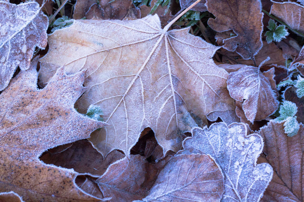 Geada de inverno em folhas de outono
 - Foto, Imagem