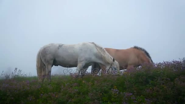 Kaksi hevosta laiduntavat niityllä kukkia
 - Materiaali, video
