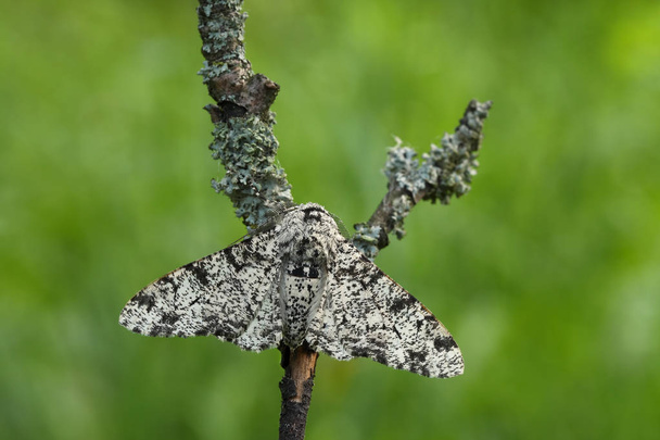 Moth Peppered (Biston betularia
) - Foto, Imagem