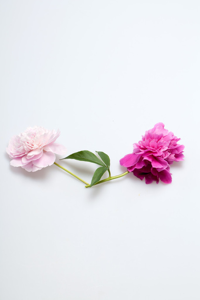 Fiore di peonia
 - Foto, immagini