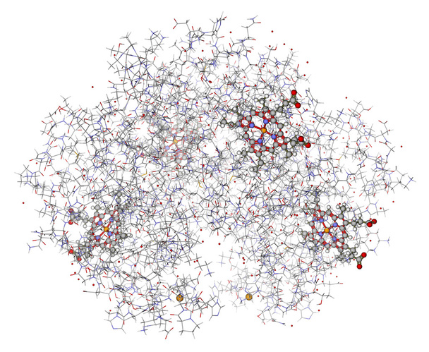 Гемоглобин человека (дезоксигемоглобин) с гемами показаны в шариках и
 - Фото, изображение