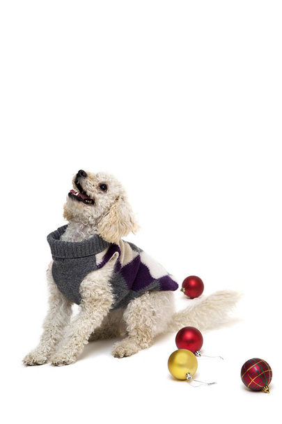 Cute little white poodle with Christmas balls - Photo, Image
