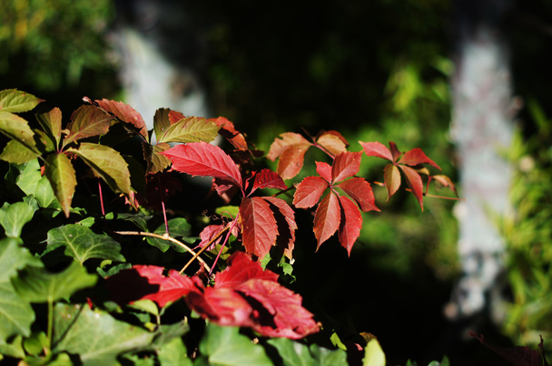 Φορά το φθινόπωρο: σταφύλια άγριων φυτών - Φωτογραφία, εικόνα