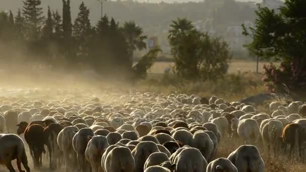Κοπάδι πρόβατα κινείται μακριά σε ένα σύννεφο σκόνης στο ηλιοβασίλεμα - Πλάνα, βίντεο