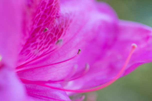 ぼかしの背景、マクロ撮影に紫のバウヒニアの花 - 写真・画像