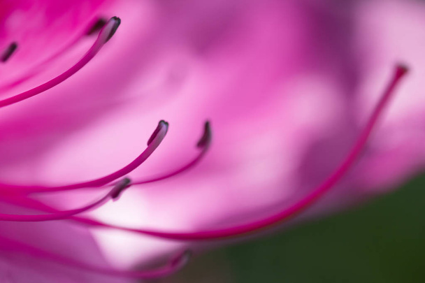 Mor Bauhinia çiçek bulanıklık arka planda, yumuşak odak makro çekim - Fotoğraf, Görsel