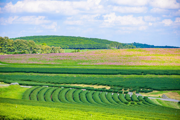 Green tea field with blue sky - Fotoğraf, Görsel