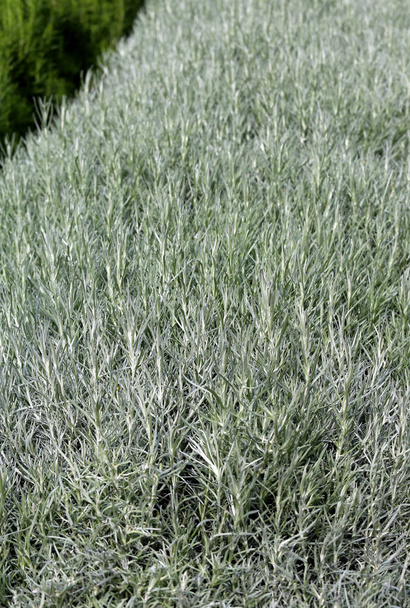 tausta vihreä rosmariini tyypillinen aromaattinen kasvi Medit
 - Valokuva, kuva