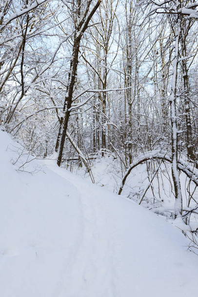 footpath in a snowy winter deciduous forest - Foto, afbeelding