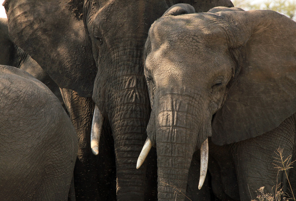 Casal de elefantes
 - Foto, Imagem