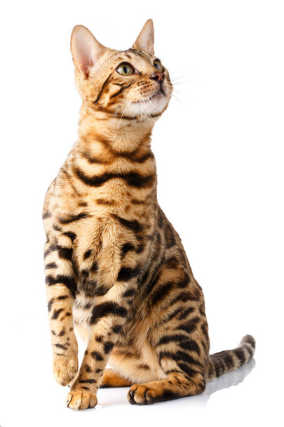 Bengal cat on white background quietly sits and looks up with interest - Photo, Image