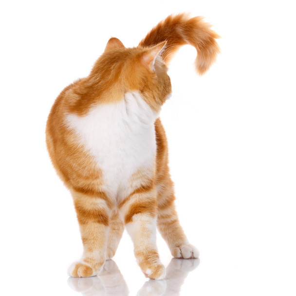 gato de pie sobre blanco fondo vuelta atrás de su cabeza
 - Foto, imagen
